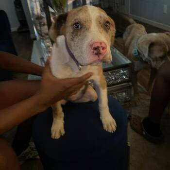 Rescue Pit Bull Terrier Dogs for Adoption in East St. Louis, Illinois - Spots | PetCurious