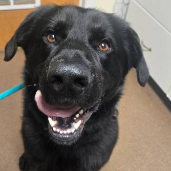 Maverick -  Mixed Breed Dog Available for Adoption in Hendersonville, North Carolina - Maverick | PetCurious