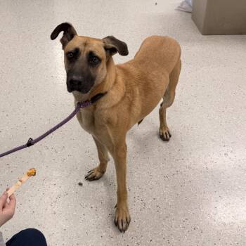 Daisy -  German Shepherd Dog and Mixed Breed Dog for Adoption in Indianapolis, Indiana - Daisy | PetCurious