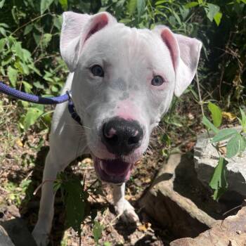 Yeti -  Mixed Breed Dog for Adoption in Bentonville, Arkansas - Yeti | PetCurious