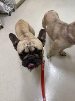 NICO -  French Bulldog Dog for Adoption in Fremont, California - NICO | PetCurious