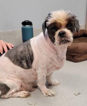 Chase William -  Shih Tzu Dog for Adoption in Chillicothe, Ohio - Chase William | PetCurious