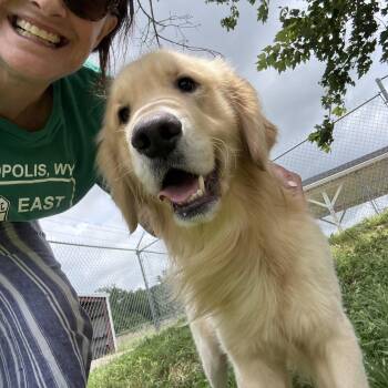Oakley -  Golden Retriever Dog for Adoption in New Canaan, Connecticut - Oakley | PetCurious