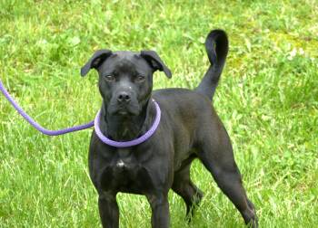 Rescue American Staffordshire Terrier Dogs for Adoption in Beech Bottom, West Virginia - THOR | PetCurious