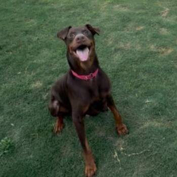 Ronnie -  Doberman Pinscher Dog for Adoption in Huntington, New York - Ronnie | PetCurious