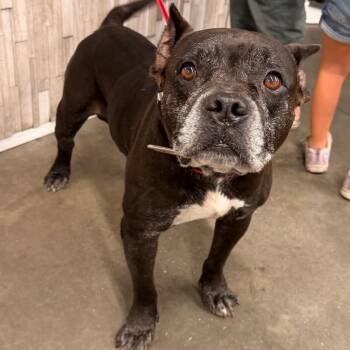 Rocky -  Terrier Dog for Adoption in Tampa, Florida - Rocky | PetCurious