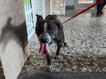 Rescue Labrador Retriever and Mixed Breed Dogs for Adoption in Houston, Texas - A644401 | PetCurious