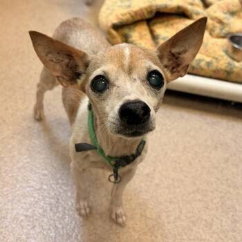 Agatha -  Chihuahua Dog for Adoption in Oakland, California - Agatha | PetCurious