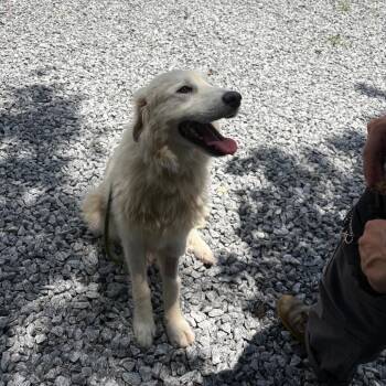 June -  Mixed Breed Dog for Adoption in Hendersonville, North Carolina - June | PetCurious
