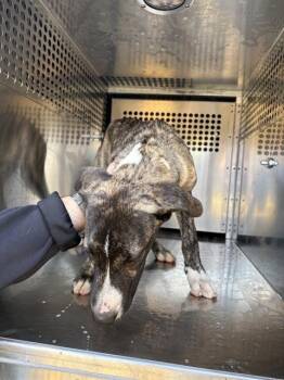 A480603 -  Pit Bull Terrier and Mixed Breed Dog for Adoption in Oklahoma City, Oklahoma - A480603 | PetCurious