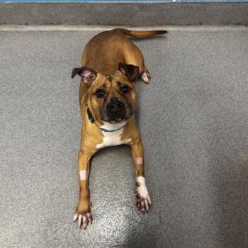 Boxer and Mixed Breed Dogs Available for Adoption - Roxie | PetCurious