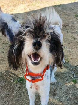 Terrier and Mixed Breed Dogs Available for Adoption - FLOPSY | PetCurious