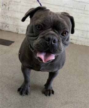 CHEETO -  French Bulldog and English Bulldog Dog for Adoption in San Bernardino, California - CHEETO | PetCurious