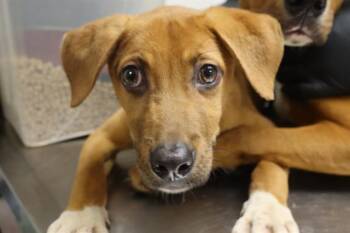 MCGRIDDLE -  Mixed Breed Dog for Adoption in Columbia, South Carolina - MCGRIDDLE | PetCurious