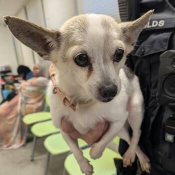 Sweet Summer Child -  Mixed Breed Dog for Adoption in Philadelphia, Pennsylvania - Sweet Summer Child | PetCurious