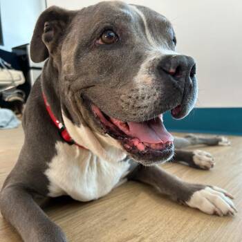 Hamlet 14482 -  Pit Bull Terrier Dog for Adoption in San Francisco, California - Hamlet 14482 | PetCurious