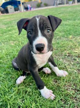 Rescue Pit Bull Terrier and Bull Terrier Dogs for Adoption in Phoenix, Arizona - Stoick | PetCurious