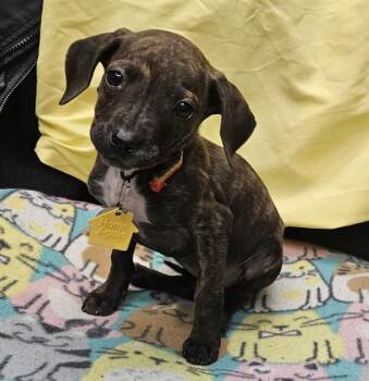 Beagle and Plott Hound Dogs Available for Adoption in St. Louis, Missouri - CHANSEY | PetCurious