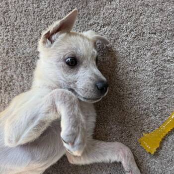 Husky and Labrador Retriever Dogs Available for Adoption in Minneapolis, Minnesota - Skittles | PetCurious