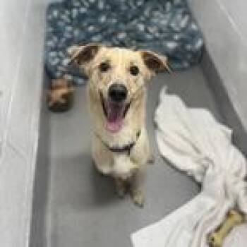 Rescue Mixed Breed Dogs for Adoption in Hilliard, Ohio - Bruno | PetCurious