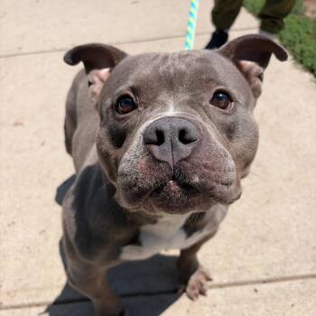 Magnolia -  Mixed Breed Dog for Adoption in Newark, New Jersey - Magnolia | PetCurious
