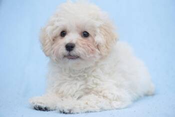 Rosebud: Sprout -  Maltese and Poodle Dog for Adoption in Palo Alto, California - Rosebud: Sprout | PetCurious