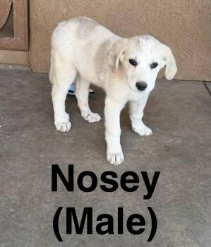 Nosey -  Great Pyrenees Dog for Adoption in Tucson, Arizona - Nosey | PetCurious
