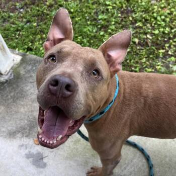Tiki -  Mixed Breed Dog for Adoption - Tiki | PetCurious