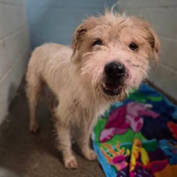 Mr. Scraggle -  Wire Fox Terrier Dog for Adoption in Wahiawa, Hawaii - Mr. Scraggle | PetCurious