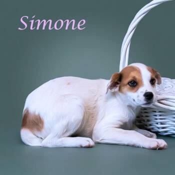 Cattle Dog Dogs Available for Adoption in Lebanon, Tennessee - Simone D26-100 | PetCurious