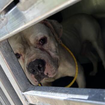 Jolly Roger -  Pit Bull Terrier Dog for Adoption in Greensboro, North Carolina - Jolly Roger | PetCurious