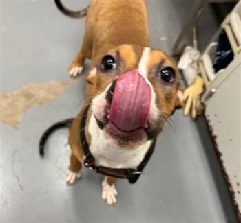 TANG -  Pit Bull Terrier and Mixed Breed Dog for Adoption in Peoria, Illinois - TANG | PetCurious