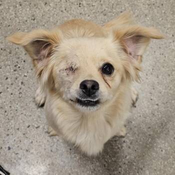 Tabitha -  Spaniel and Dachshund Dog for Adoption in Apple Valley, California - Tabitha | PetCurious