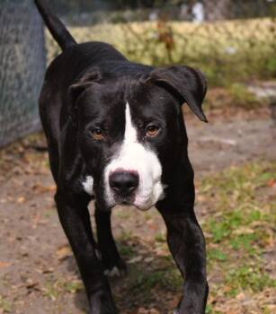 Tadeo -  Pit Bull Terrier and Mixed Breed Dog for Adoption in Mobile, Alabama - Tadeo | PetCurious
