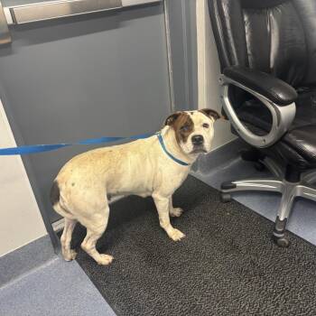 Raindrop -  Pit Bull Terrier Dog for Adoption in Saint Joseph, Missouri - Raindrop | PetCurious