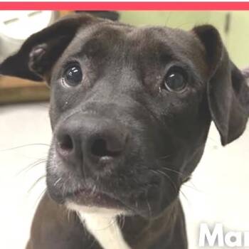 Rescue Black Labrador Retriever and Pit Bull Terrier Dogs for Adoption in Muncie, Indiana - Marina | PetCurious