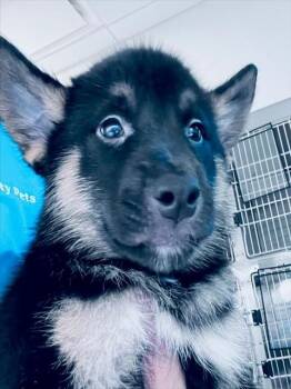 A655794 -  German Shepherd Dog and Mixed Breed Dog for Adoption in Houston, Texas - A655794 | PetCurious