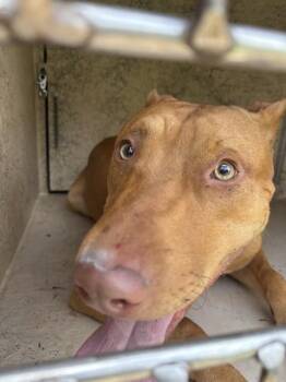 BULLWINKLE -  Bull Terrier and Mixed Breed Dog for Adoption in Oklahoma City, Oklahoma - BULLWINKLE | PetCurious