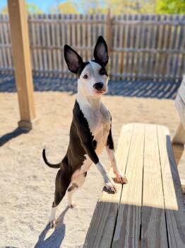 Terrier Dogs Available for Adoption in Muskegon, Michigan - Harah | PetCurious