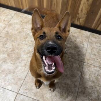Mixed Breed Dogs Available for Adoption in Dekalb, Illinois - Ginger | PetCurious