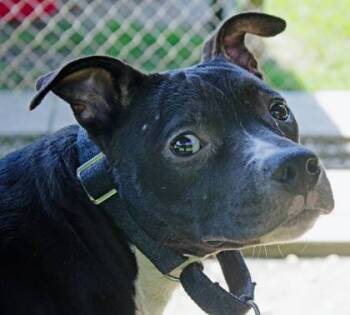 Rescue Mixed Breed Dogs for Adoption in West Chester, Pennsylvania - Harry Potter | PetCurious