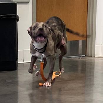 Mixed Breed Dogs Available for Adoption in Pittsburgh, Pennsylvania - Orzo | PetCurious