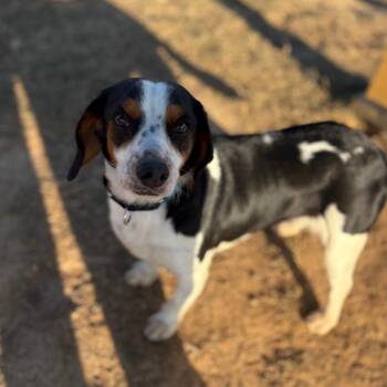 Toni -  Beagle Dog for Adoption in Fairfax Station, Virginia - Toni | PetCurious