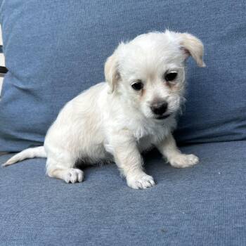 Terrier Dogs Available for Adoption in Saratoga Springs, New York - Pippa | PetCurious