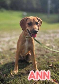 Ann -  Hound Dog for Adoption in Westwood, New Jersey - Ann | PetCurious