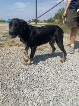 Rescue Australian Cattle Dog Blue Heeler Dogs for Adoption in Pryor, Oklahoma - Bandit | PetCurious