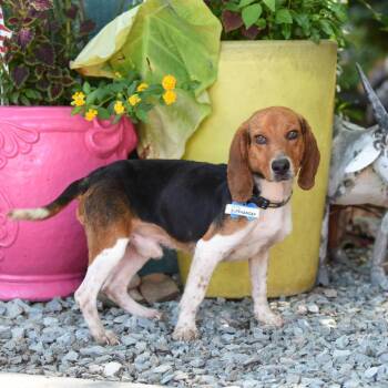 Cliffhanger -  Beagle and None Dog for Adoption in Wake Forest, North Carolina - Cliffhanger | PetCurious