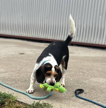 George -  Beagle Dog for Adoption in Lexington, Kentucky - George | PetCurious