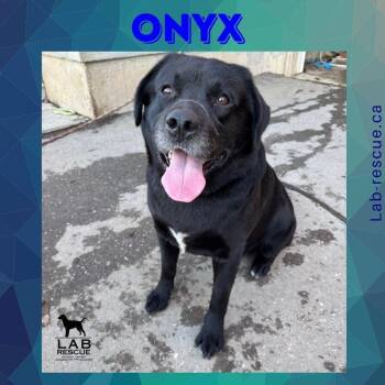 Onyx -  Labrador Retriever Dog for Adoption in Oakville, Ontario - Onyx | PetCurious
