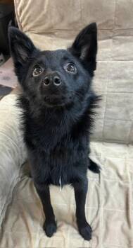 Mia -  Schipperke Dog for Adoption in Manchester, Tennessee - Mia | PetCurious